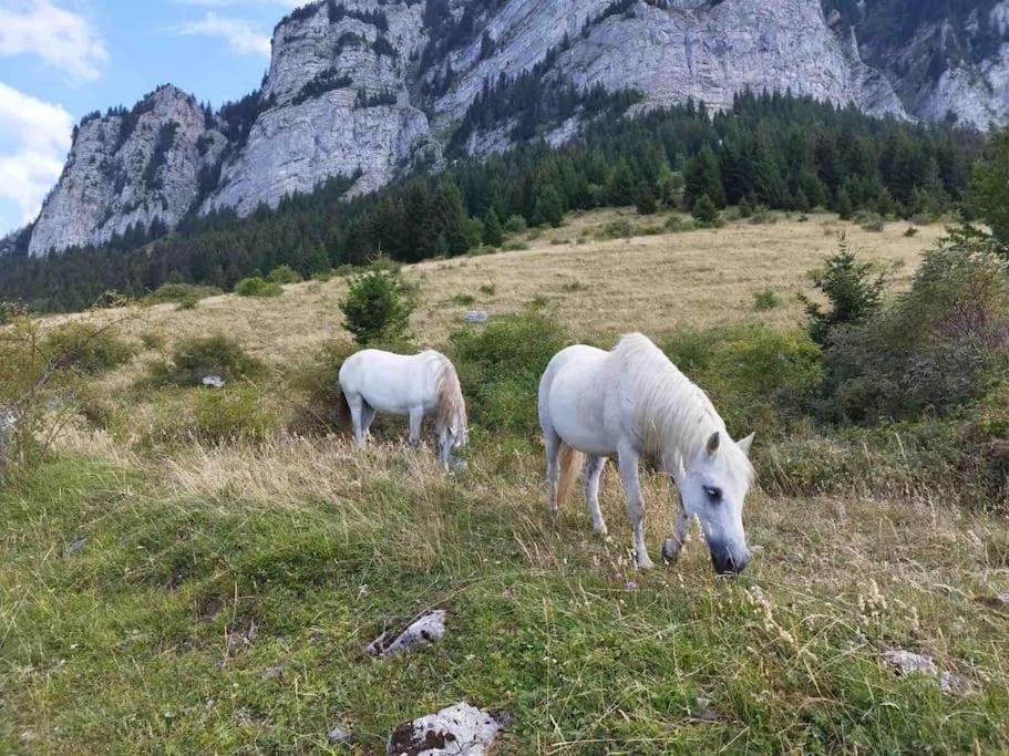 Studio Myrtilles Du Leman Vue Sur Lac Et Montagne Thollon-les-Memises 外观 照片